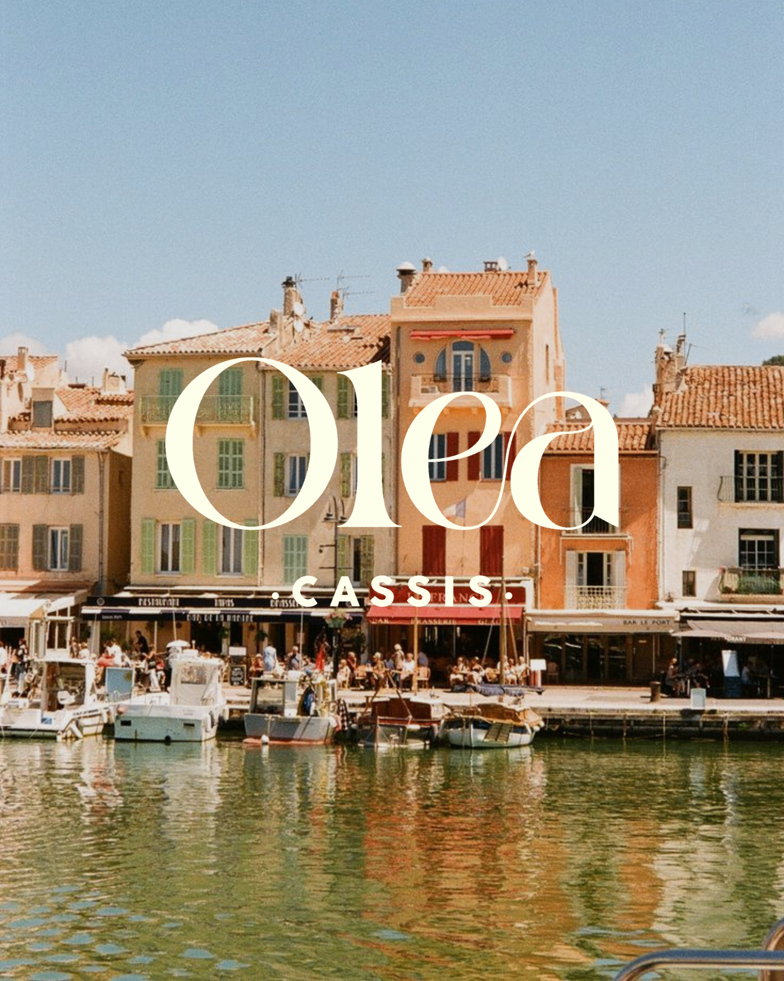 Olea Cassis — Cassis